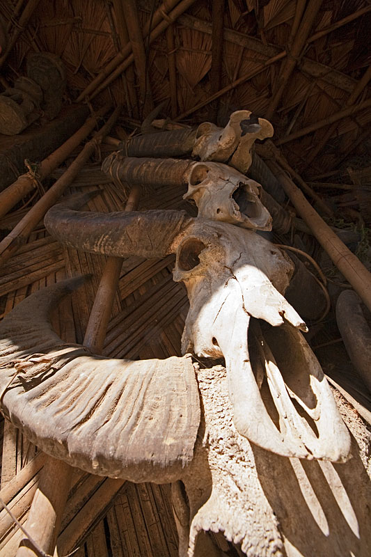  Mithun skulls at the wall from the house of the chief (Angh) of Shangnyu Village